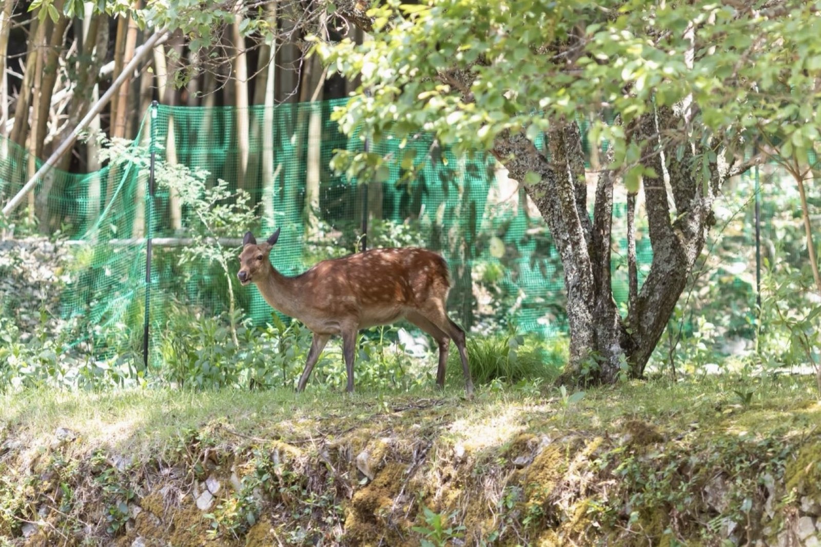 敷地の林のなかに立つ一頭の鹿。背の低い木と下草