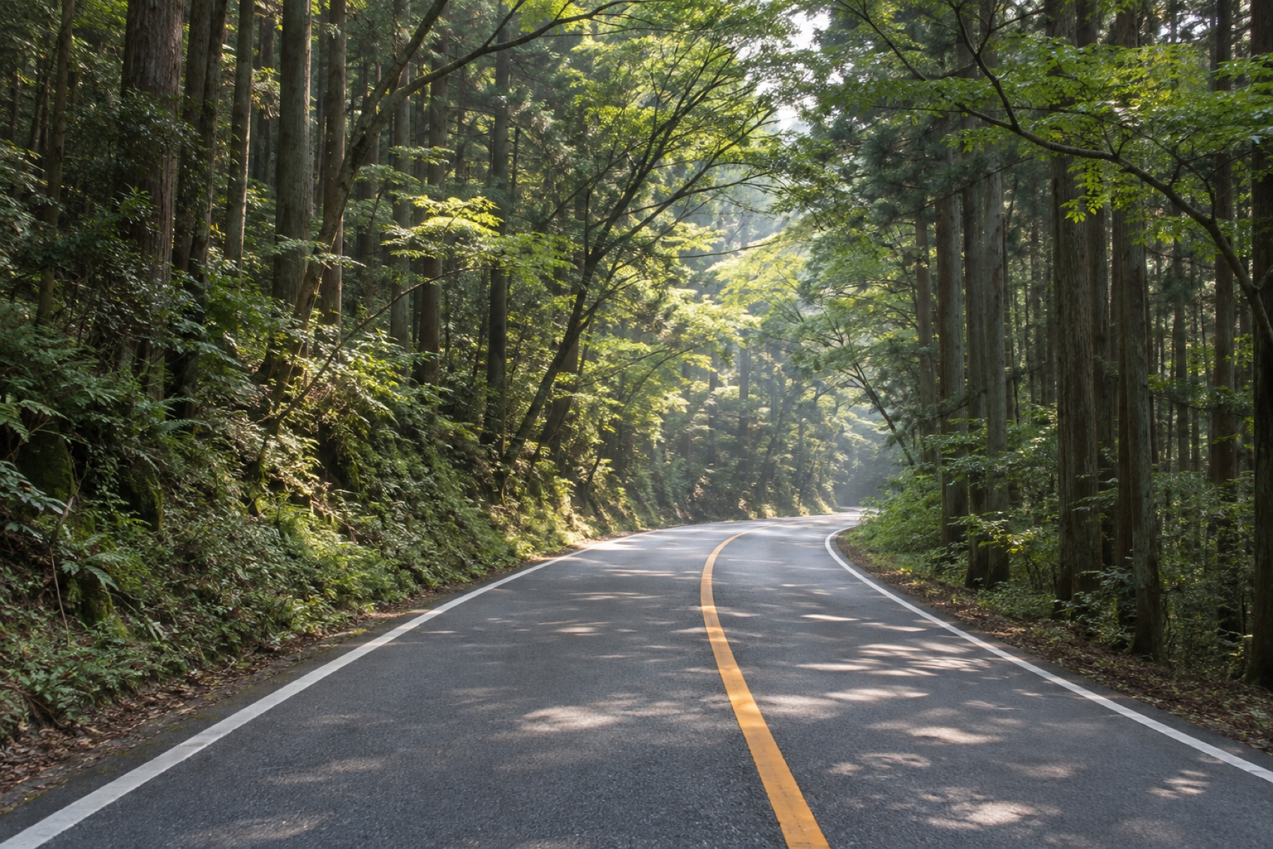 両側から杉がせまり、枝が道の上で交わる二車線の山道。木漏れ日が路面に落ちている